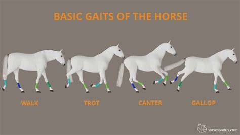 The 4 Basic Horse Gaits Explained [Diagrams & Animations].